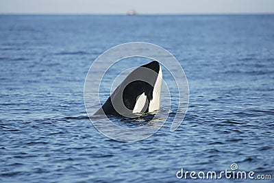 Killer whale watching