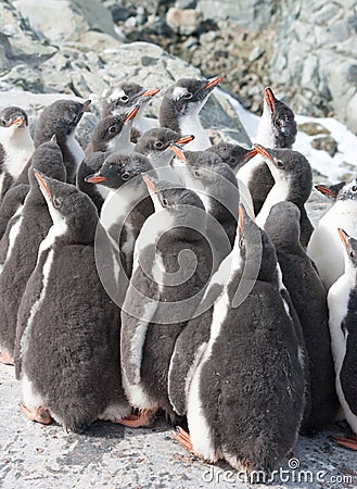 Kindergarten gentoo penguin chicks.