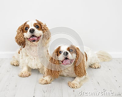 King Charles Spaniel Dogs