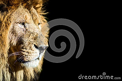 King lion