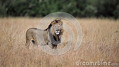 The King, lion in Masai Mara