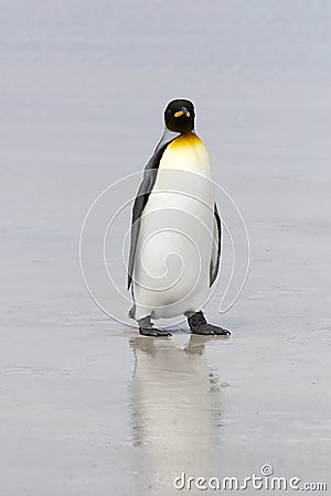 King penguin (Aptenodytes patagonicus)