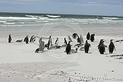 King penguin, Aptenodytes patagonicus