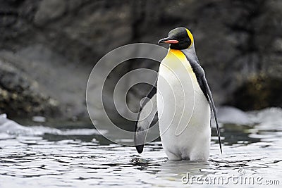 King Penguin (Aptenodytes patagonicus) standing on the beach