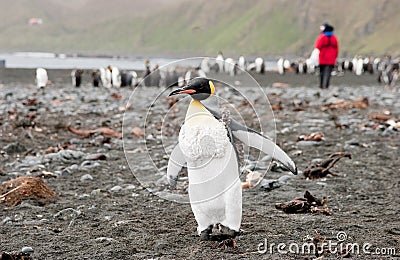 King Penguin with Researcher in background