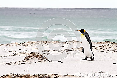 King Penguin