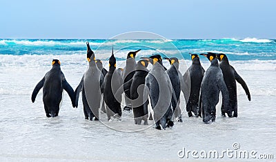 King Penguins