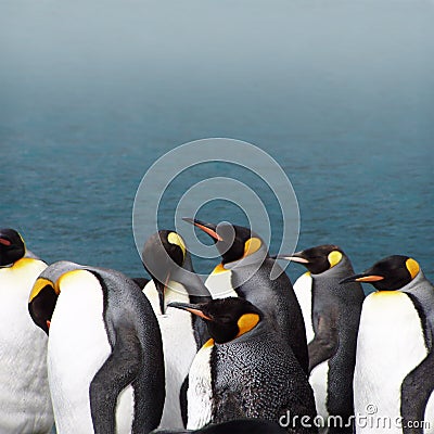 King penguins on a foggy day