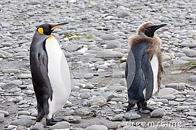 King penguins - funny chick
