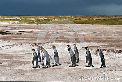 King penguins group