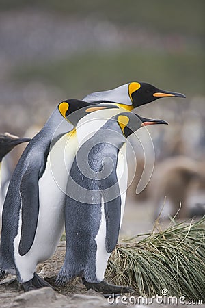 King penguins watching