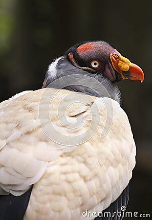 King Vulture head and back