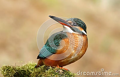 Kingfisher female