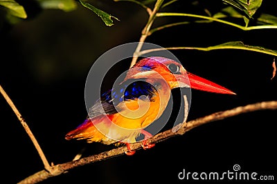 Kingfisher resting on a tree branch at night in the rain forest