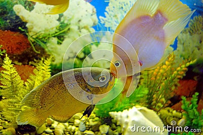 Kiss Astronotus and red parrot (cichlid)