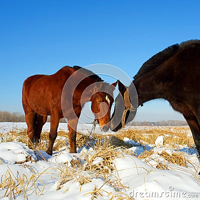 Kissing horses on snow field