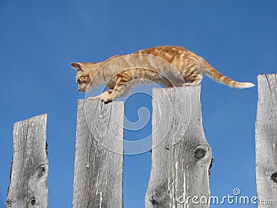 Kitten balancing on fence