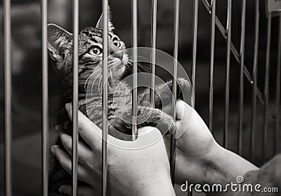 Kitten in a cage looking up