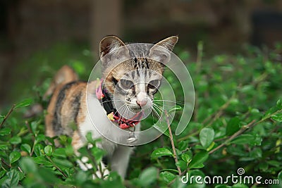 Kitten cat walk on tree in garden