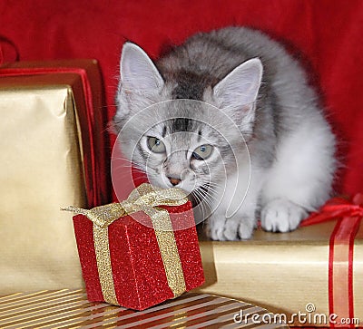 Kitten with Christmas presents