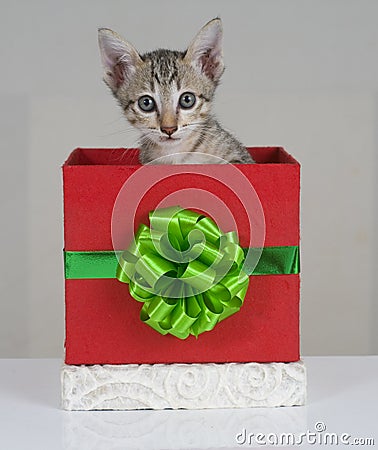 Kitten in a gift box with green bow