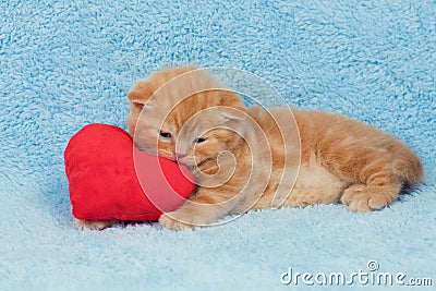 Kitten on a heart shaped pillow