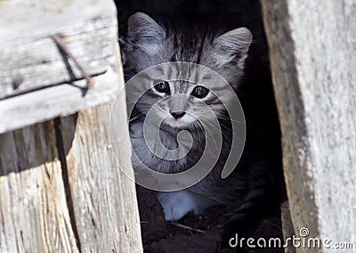 Kitten peeking out from behind the door