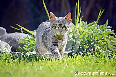 Kitten running the photographer