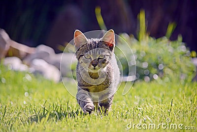 Kitten running the photographer