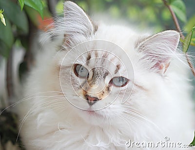 Kitten,siberian cat