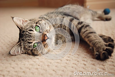 Kitten stretched out on carpet