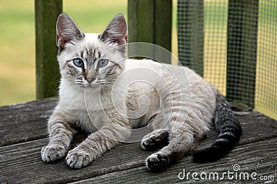 Kitten with striking blue eyes