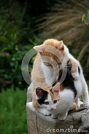 Kittens in the garden