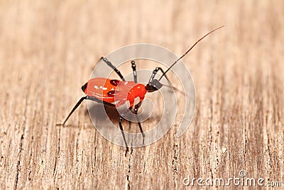 Kleine Insekten Im Garten Stockfoto Bild 64951216