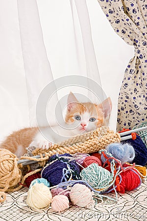 Knitting kitten