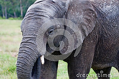 Knysna African Elephant