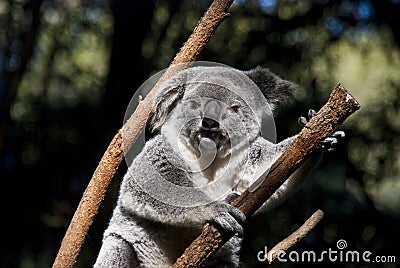 Koala Bear.