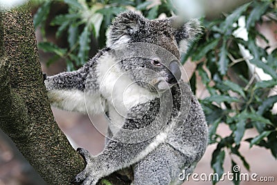 Koala Bear