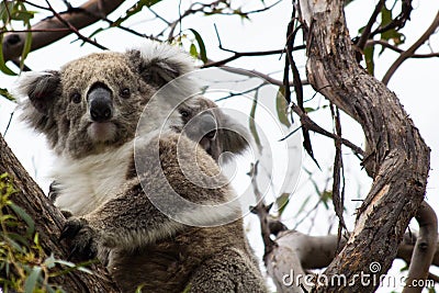 Koala Bear With Joey