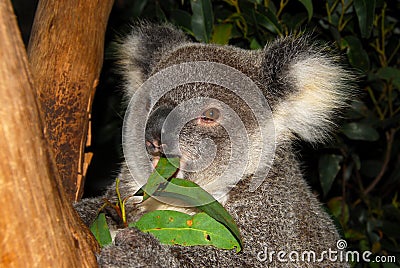 Koala Bear Rescued from Wild