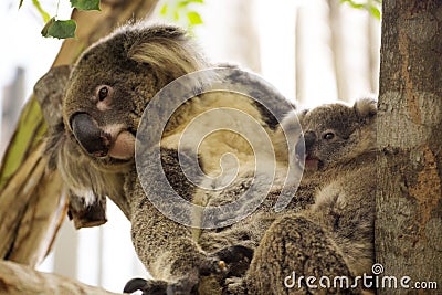 Koala bears sleeping