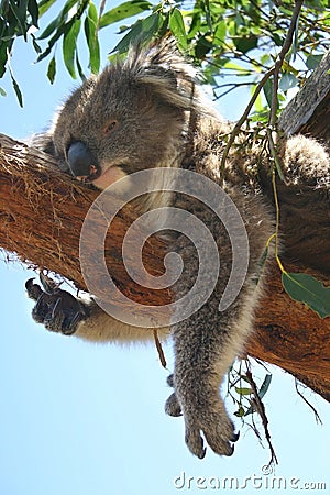 Koala takes a nap