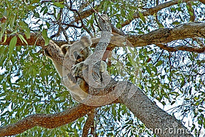 Koala up a gum tree #2