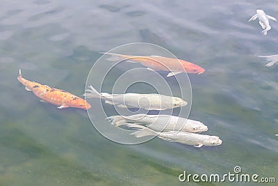 Koi carp in lagoon