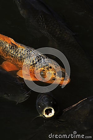 Koi Carp Pond Fish, Carp, Japan