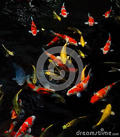 Koi Fishes