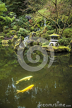 Koi in a garden pond