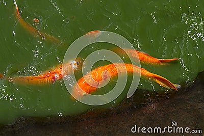 Koi in polluted water