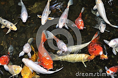 Koi Pond with Fish