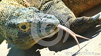 Komodo Dragon